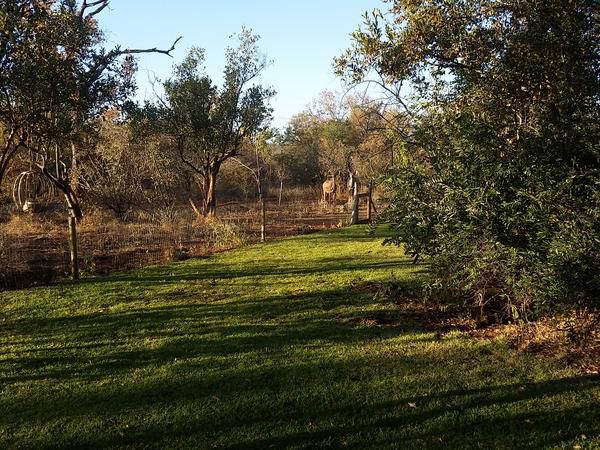 Call Of The Wild Lodge Hoedspruit Limpopo Province South Africa Tree, Plant, Nature, Wood, Lowland