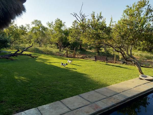 Call Of The Wild Lodge Hoedspruit Limpopo Province South Africa Plant, Nature, Garden, Swimming Pool