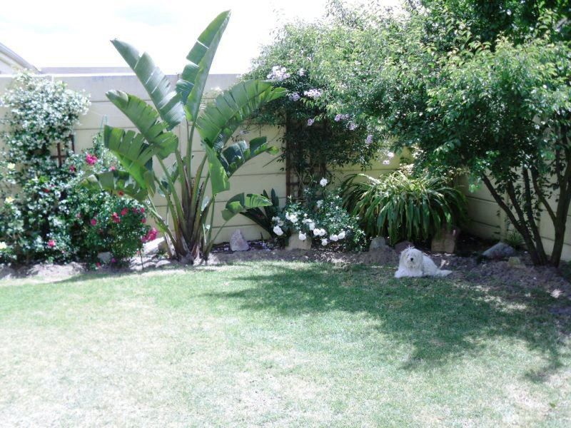 Camden Green Kraaifontein Kraaifontein Cape Town Western Cape South Africa Palm Tree, Plant, Nature, Wood, Garden