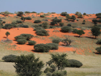 Camelthorn Kalahari Lodge, Desert, Nature, Sand, Lowland