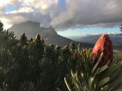 Camissa Farm Kylemore Stellenbosch Western Cape South Africa Plant, Nature