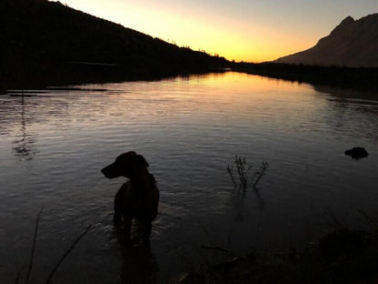 Camissa Farm Kylemore Stellenbosch Western Cape South Africa Dog, Mammal, Animal, Pet, River, Nature, Waters, Sunset, Sky