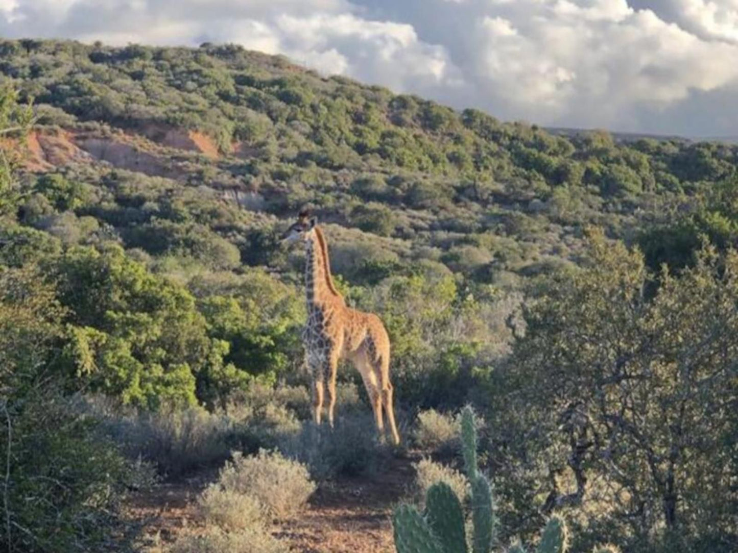 Camp Acacia Sidbury Paterson Eastern Cape South Africa Unsaturated, Giraffe, Mammal, Animal, Herbivore