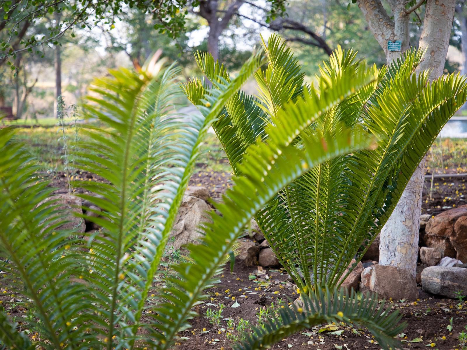 Simbavati Camp George Klaserie Private Nature Reserve Mpumalanga South Africa Plant, Nature, Garden