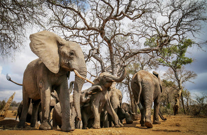 Jabulani Safari Kapama Reserve Mpumalanga South Africa Elephant, Mammal, Animal, Herbivore