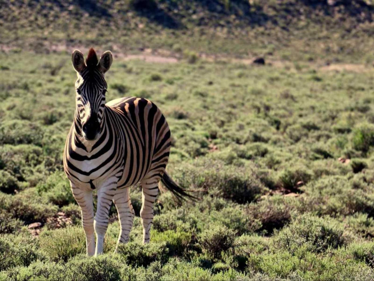 Camp Nguni Victoria West Northern Cape South Africa Zebra, Mammal, Animal, Herbivore