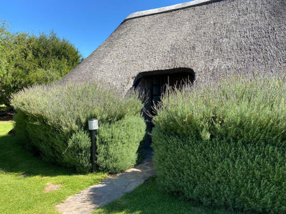 Camp Nguni Victoria West Northern Cape South Africa Garden, Nature, Plant