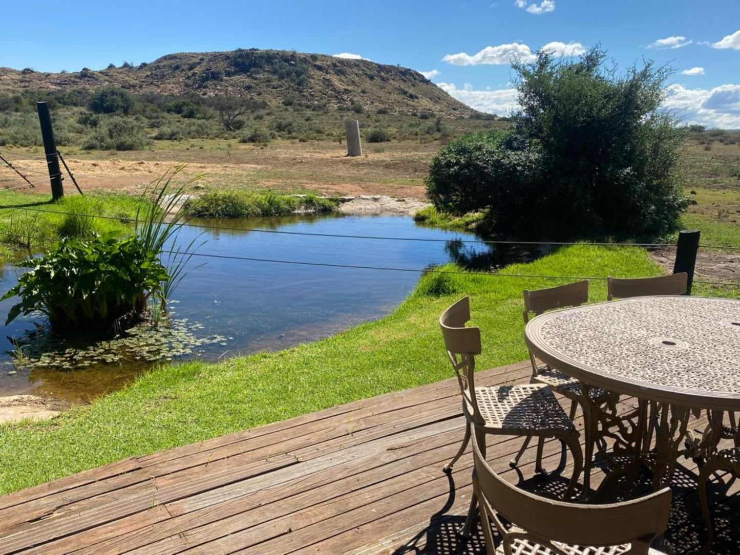 Camp Nguni Victoria West Northern Cape South Africa Complementary Colors, Garden, Nature, Plant