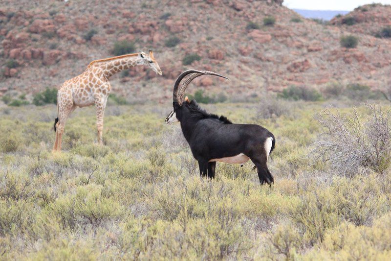 Camp Nguni Victoria West Northern Cape South Africa 1 Animal