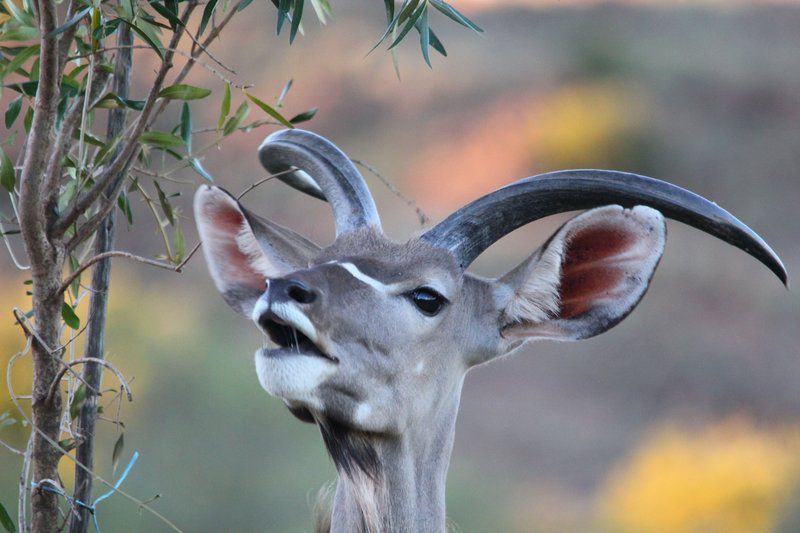 Camp Nguni Victoria West Northern Cape South Africa 1 Animal