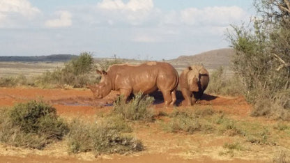 Camp Nguni Victoria West Northern Cape South Africa 1 Rhino, Mammal, Animal, Herbivore, Desert, Nature, Sand