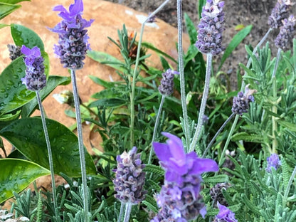 Camps Bay Blue Studios, Flower, Plant, Nature, Lavender, Garden