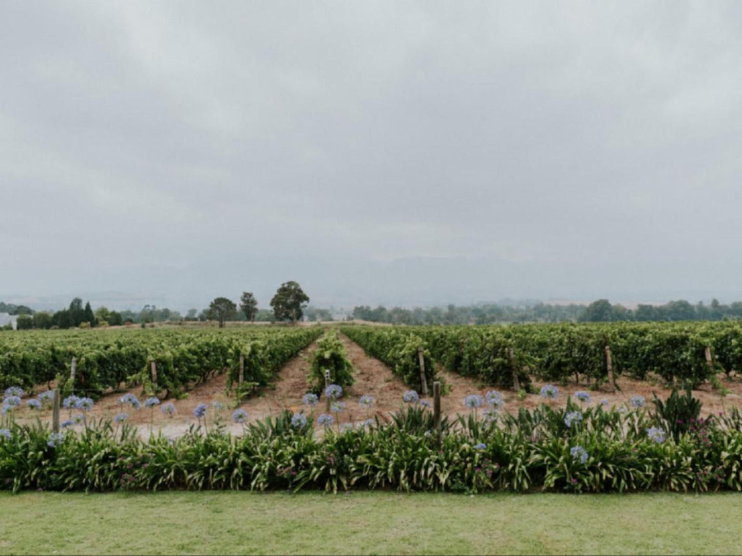 Cana Vineyard Guesthouse Paarl Western Cape South Africa Field, Nature, Agriculture