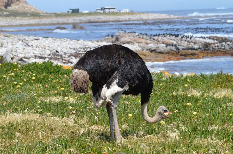 Canary Corner Kommetjie Cape Town Western Cape South Africa Bird, Animal, Dog, Mammal, Pet, Beach, Nature, Sand