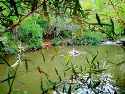 Cango Retreat Guest Farm Oudtshoorn Western Cape South Africa River, Nature, Waters