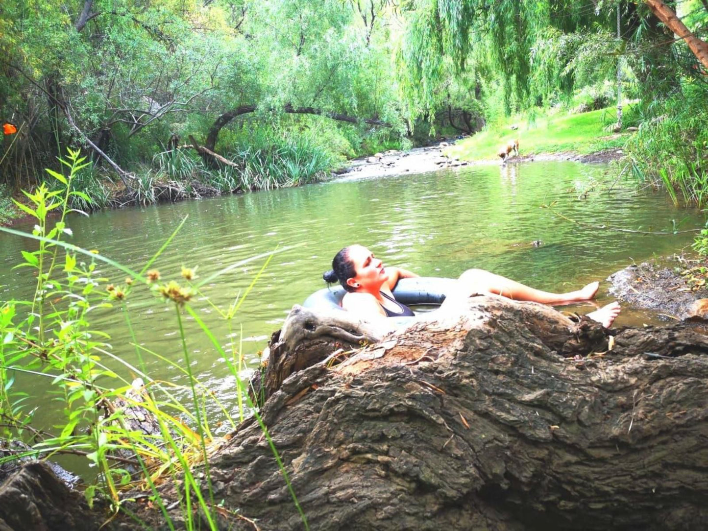 Cango Retreat Guest Farm Oudtshoorn Western Cape South Africa River, Nature, Waters, Tree, Plant, Wood