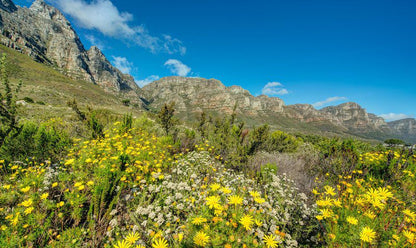 Cape Allure Camps Bay Cape Town Western Cape South Africa Complementary Colors, Plant, Nature