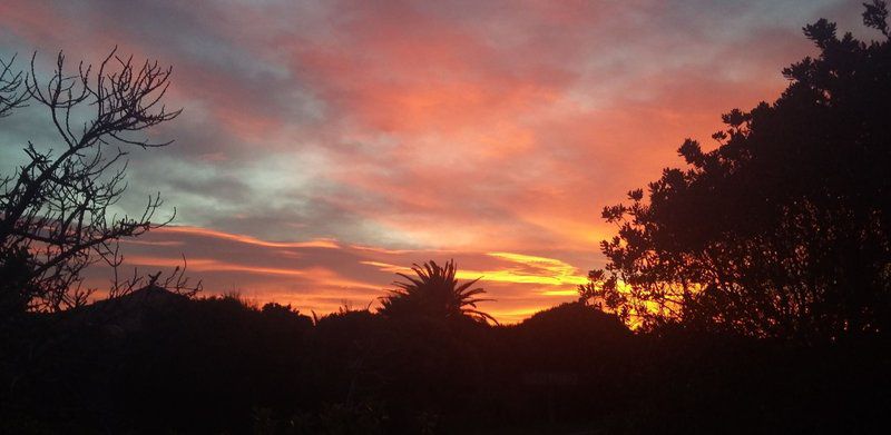 Cape Canary Cottage Kommetjie Cape Town Western Cape South Africa Palm Tree, Plant, Nature, Wood, Sky, Clouds, Sunset