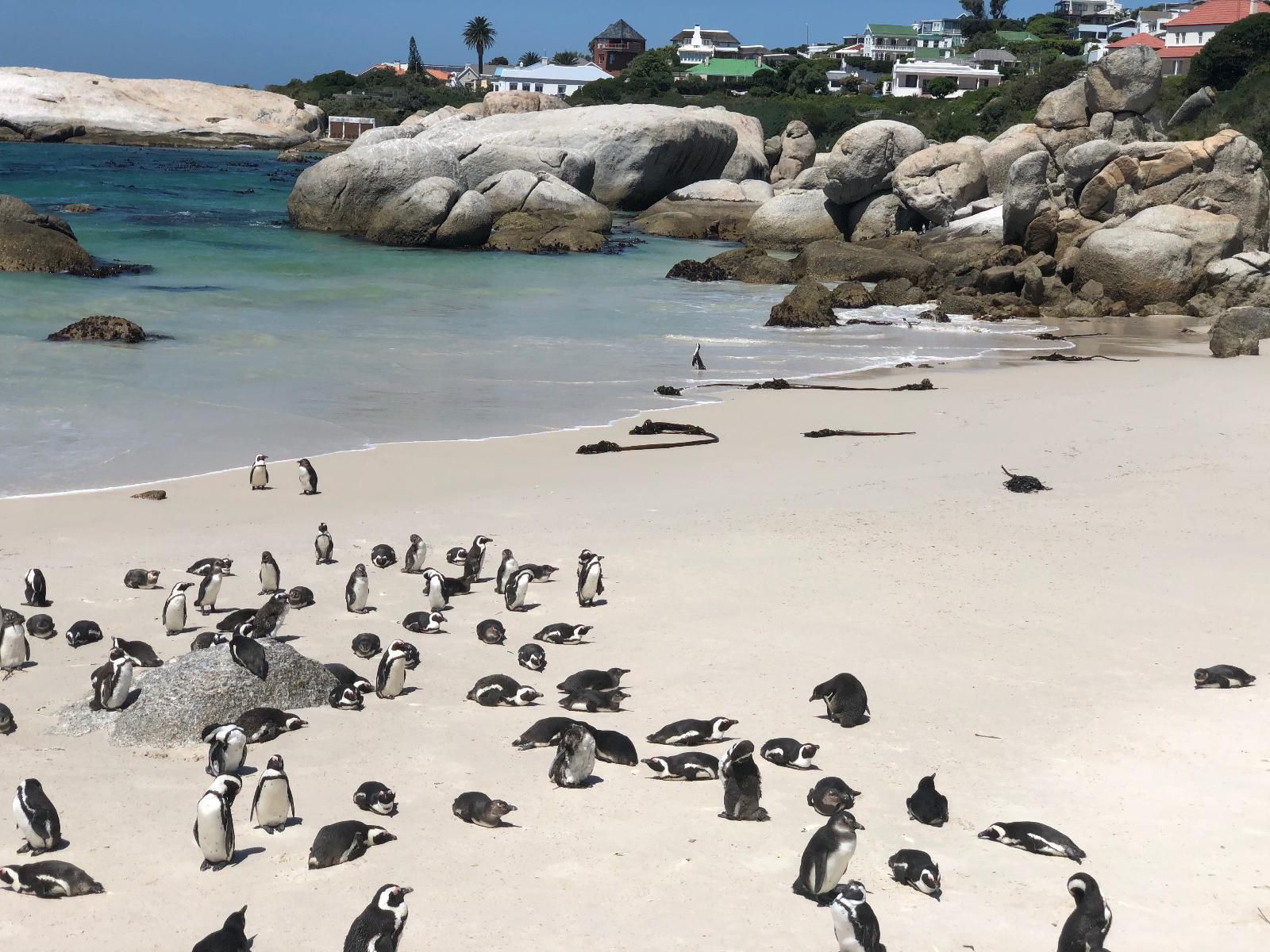 Cape Capsules Backpackers And Pizzeria Muizenberg Cape Town Western Cape South Africa Penguin, Bird, Animal, Beach, Nature, Sand