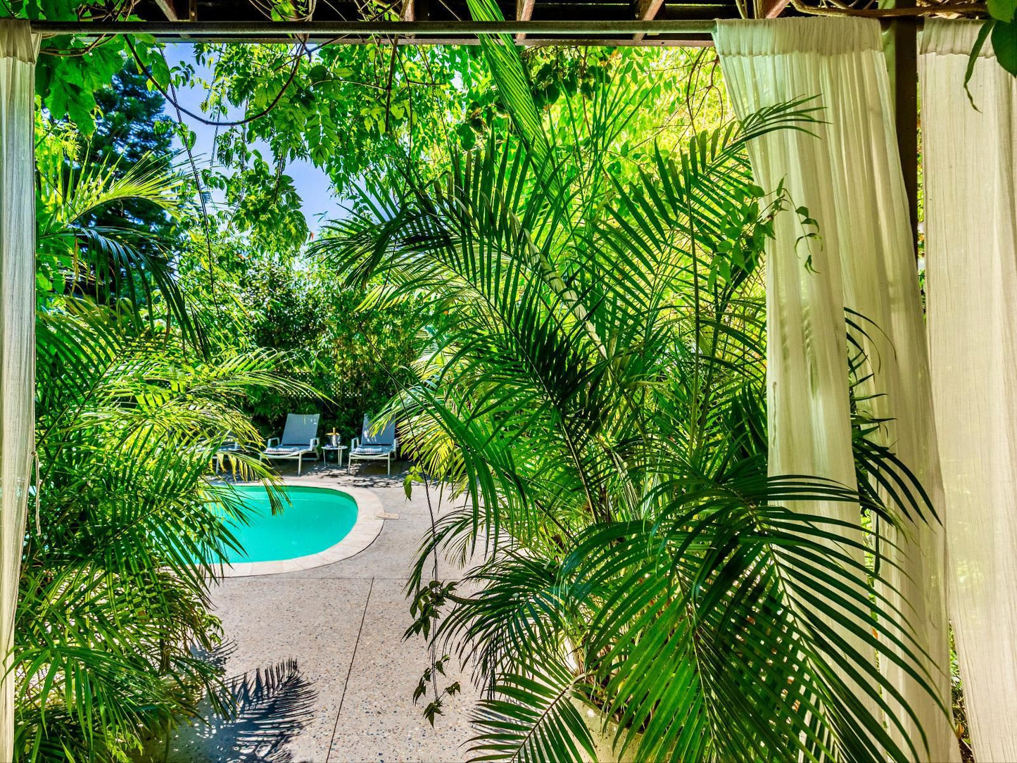 The Cape Standard Green Point Cape Town Western Cape South Africa Palm Tree, Plant, Nature, Wood, Garden, Swimming Pool