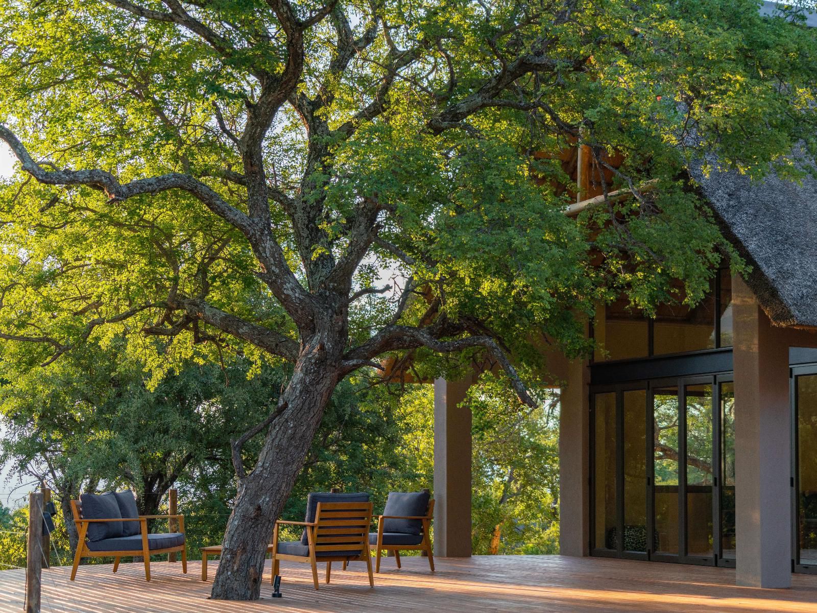 Cape Vulture Lodge Hoedspruit Limpopo Province South Africa Plant, Nature, Tree, Wood