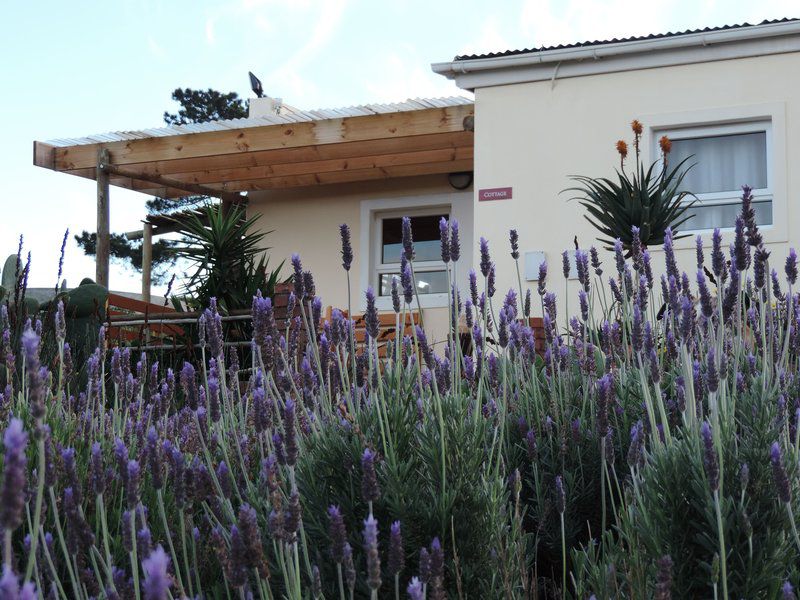 Capelands Wine Estate Somerset West Western Cape South Africa House, Building, Architecture, Lavender, Nature, Plant