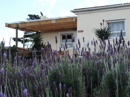 Capelands Wine Estate Somerset West Western Cape South Africa House, Building, Architecture, Lavender, Nature, Plant