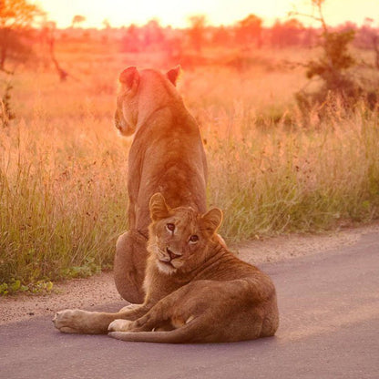 Cape To Kruger Park Safari In 15 Days Cape Town City Centre Cape Town Western Cape South Africa Sepia Tones, Lion, Mammal, Animal, Big Cat, Predator