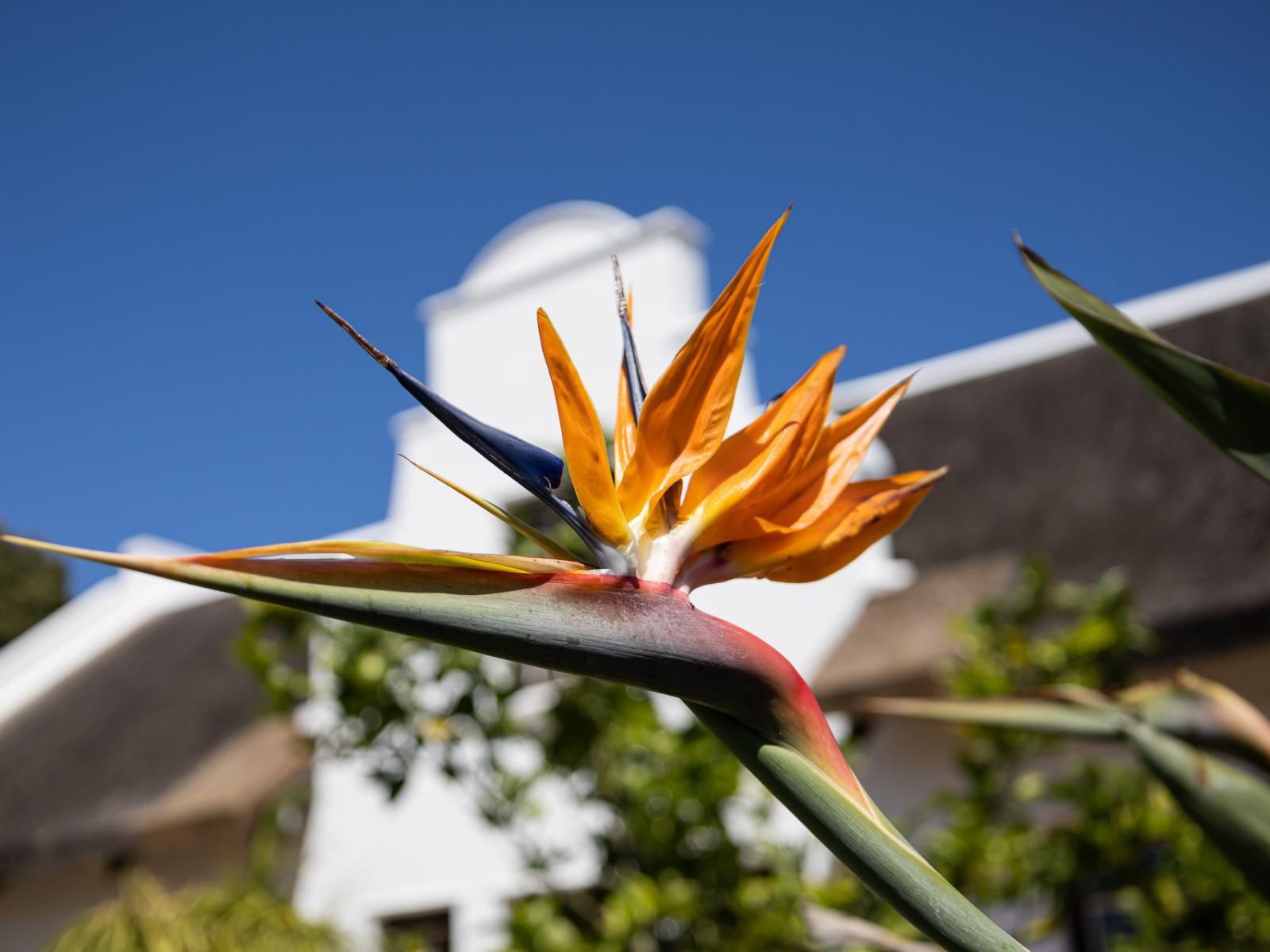 Cape Village Lodge Durbanville Cape Town Western Cape South Africa Complementary Colors, Plant, Nature