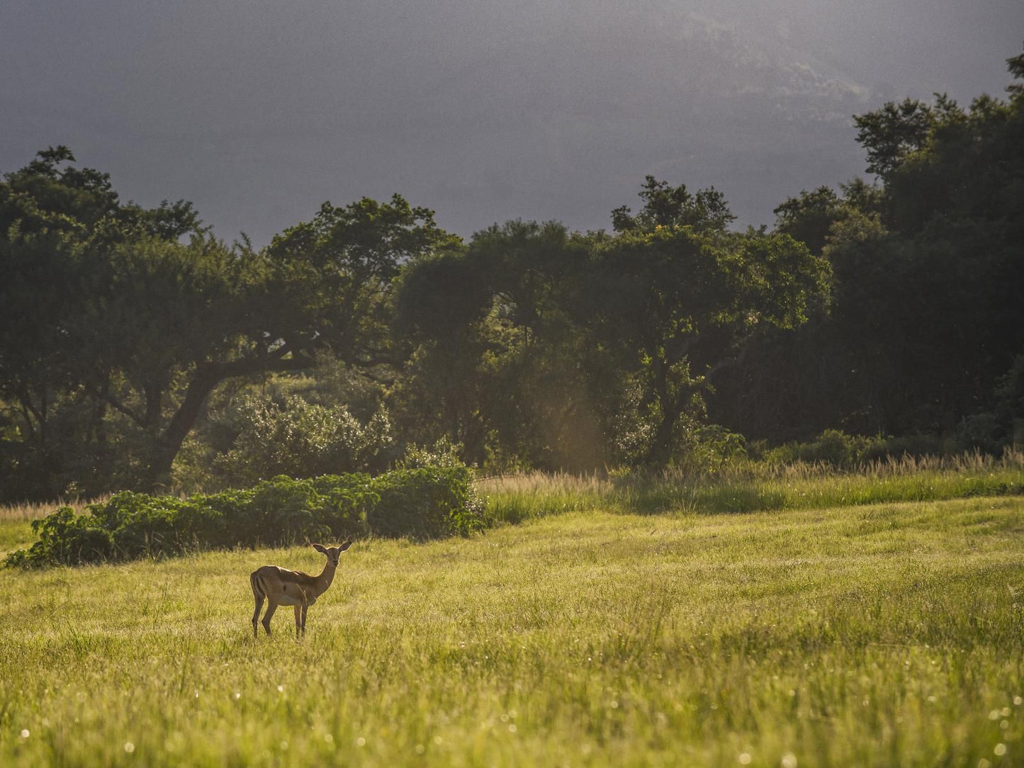 Caracal Lodge Ngodwana Mpumalanga South Africa Animal