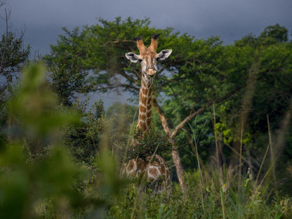 Caracal Lodge Ngodwana Mpumalanga South Africa Giraffe, Mammal, Animal, Herbivore
