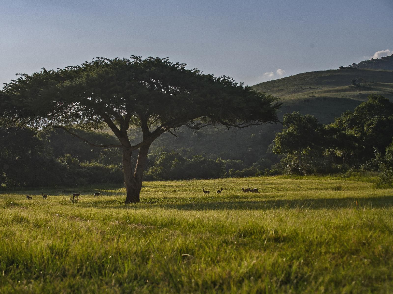 Caracal Lodge Ngodwana Mpumalanga South Africa Field, Nature, Agriculture, Meadow, Tree, Plant, Wood