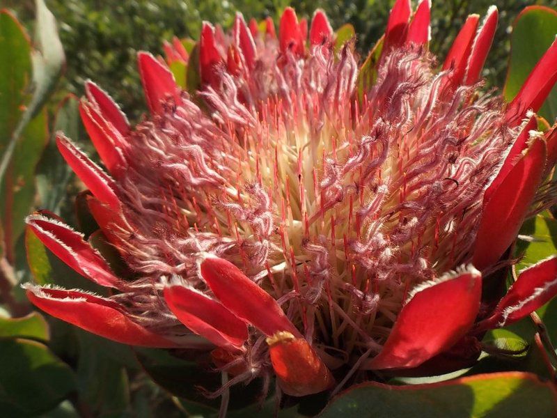 Carmel Cottages Elgin Western Cape South Africa Colorful, Plant, Nature