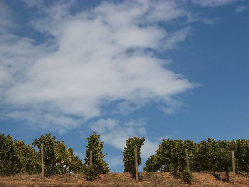 Carmel Cottages Elgin Western Cape South Africa Field, Nature, Agriculture, Tree, Plant, Wood