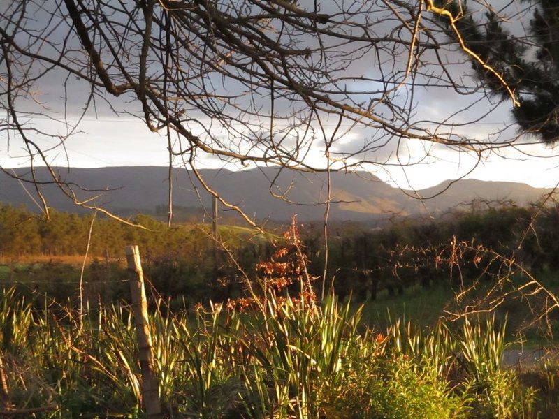 Carmel Cottages Elgin Western Cape South Africa Nature