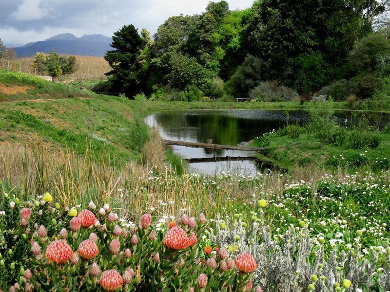 Carmel Cottages Elgin Western Cape South Africa Meadow, Nature, Garden, Plant