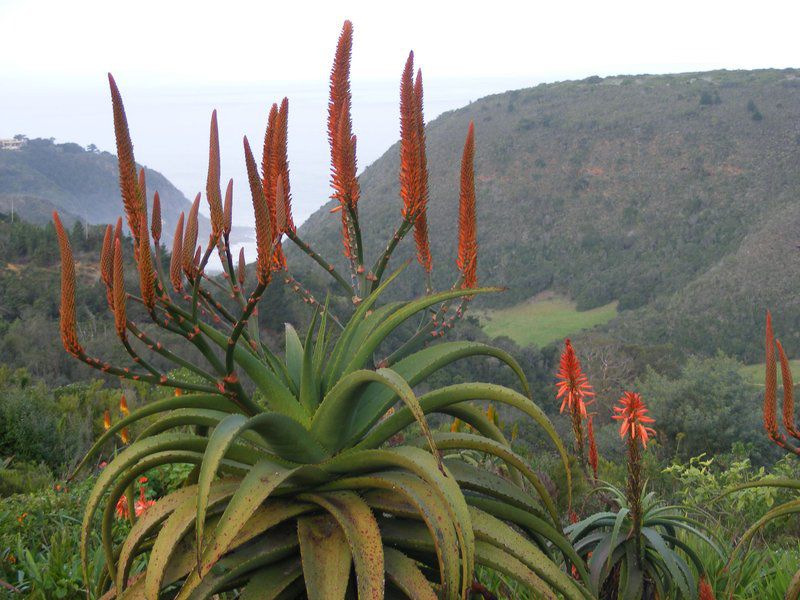 Carmel Guest Farm Victoria Heights Victoria Bay Western Cape South Africa Plant, Nature