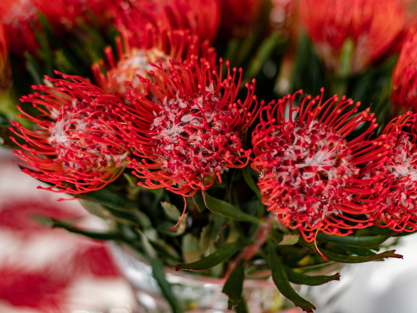 Carmichael House Boutique Hotel Rosebank Ct Cape Town Western Cape South Africa Colorful, Bouquet Of Flowers, Flower, Plant, Nature