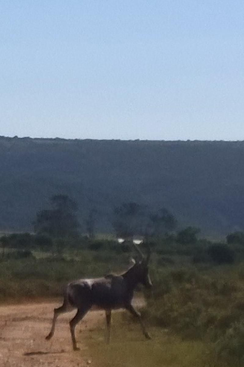 Amakhala Carnarvon Dale Amakhala Game Reserve Eastern Cape South Africa Animal