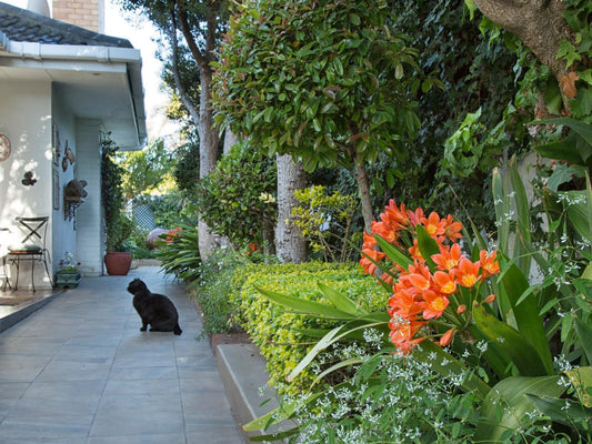 Carslogie House Summerstrand Port Elizabeth Eastern Cape South Africa Cat, Mammal, Animal, Pet, Palm Tree, Plant, Nature, Wood, Garden