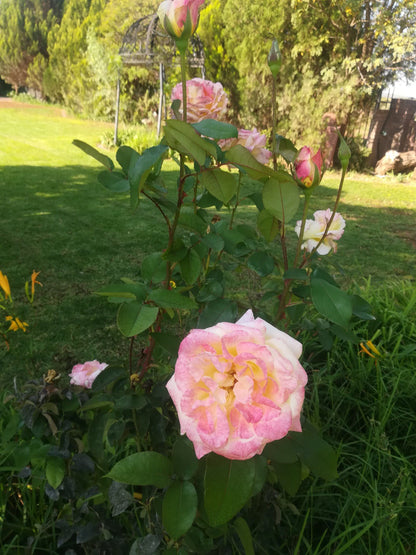 Cas Da Willa Lodge Kathu Northern Cape South Africa Blossom, Plant, Nature, Flower, Rose, Garden