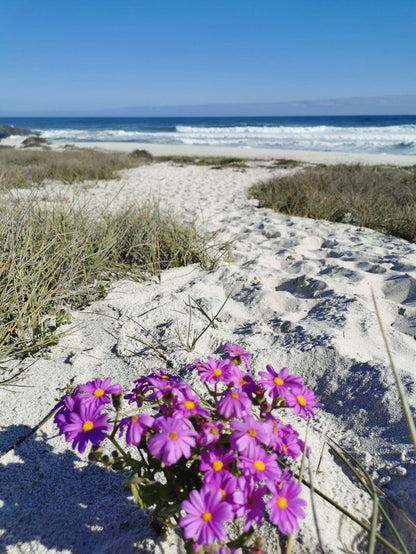 189 Casa Del Playa Yzerfontein Western Cape South Africa Beach, Nature, Sand, Plant, Ocean, Waters