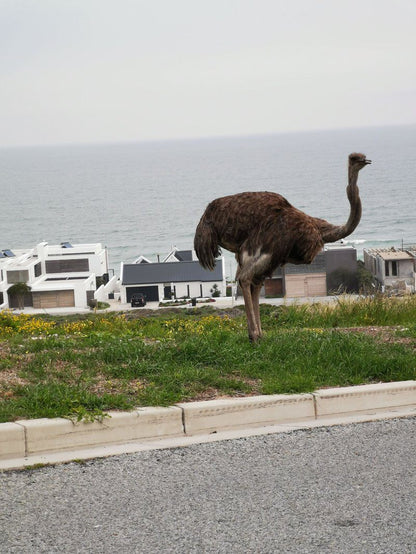 189 Casa Del Playa Yzerfontein Western Cape South Africa Animal