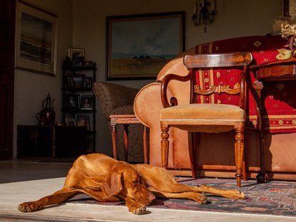 Casa Mori, Dog, Mammal, Animal, Pet, Living Room