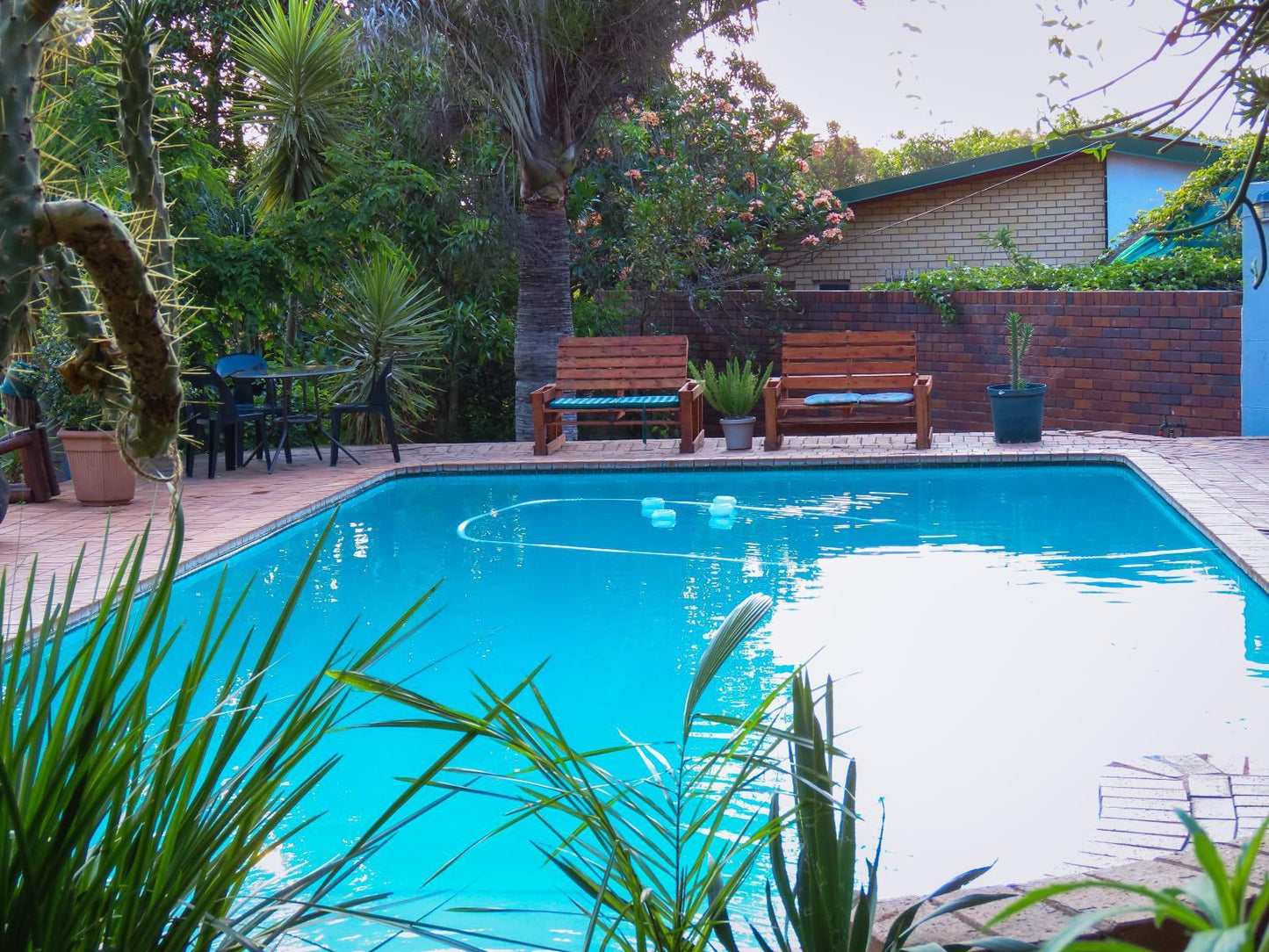 Casa Palmeira Sonheuwel Nelspruit Mpumalanga South Africa Palm Tree, Plant, Nature, Wood, Garden, Swimming Pool