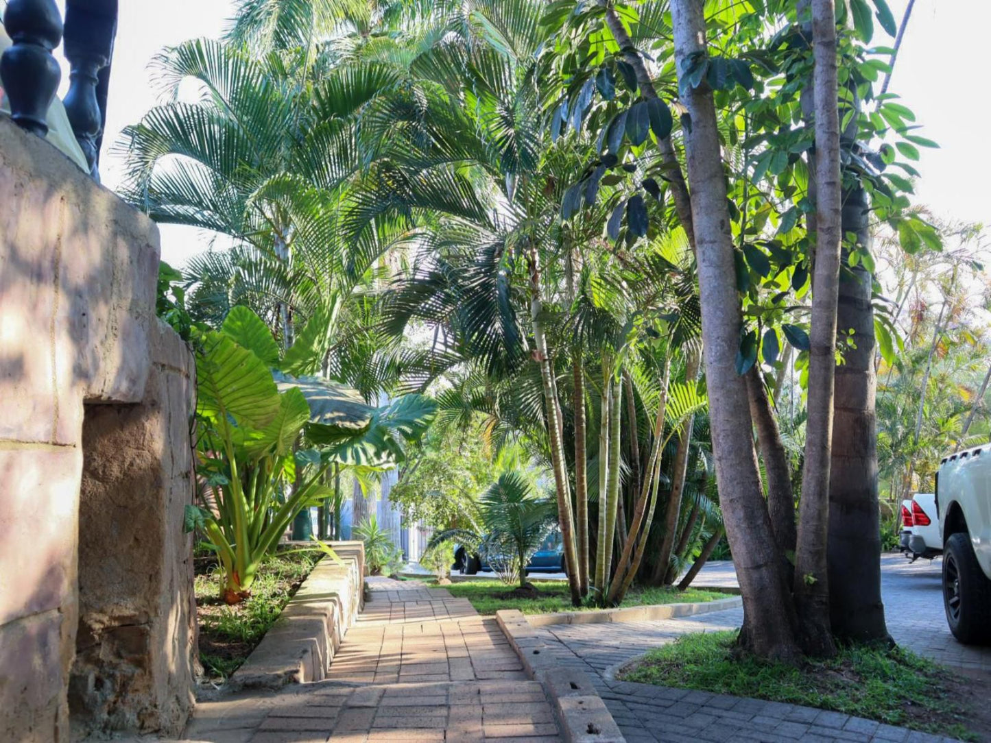 Casa Palmeira Guesthouse, Palm Tree, Plant, Nature, Wood