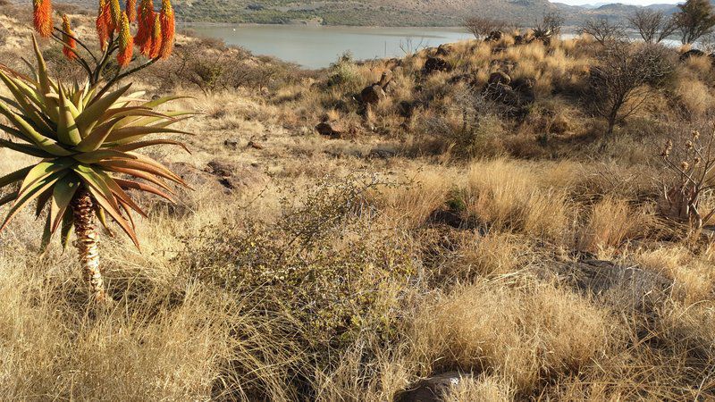 Casamere Guest House Vanderkloof Northern Cape South Africa Sepia Tones, Cactus, Plant, Nature, Desert, Sand