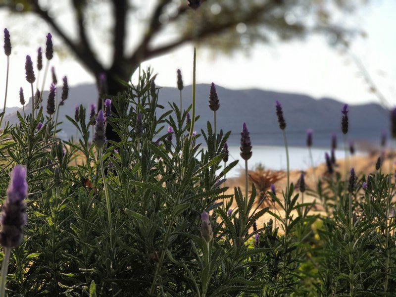 Casamere Guest House Vanderkloof Northern Cape South Africa Lavender, Nature, Plant