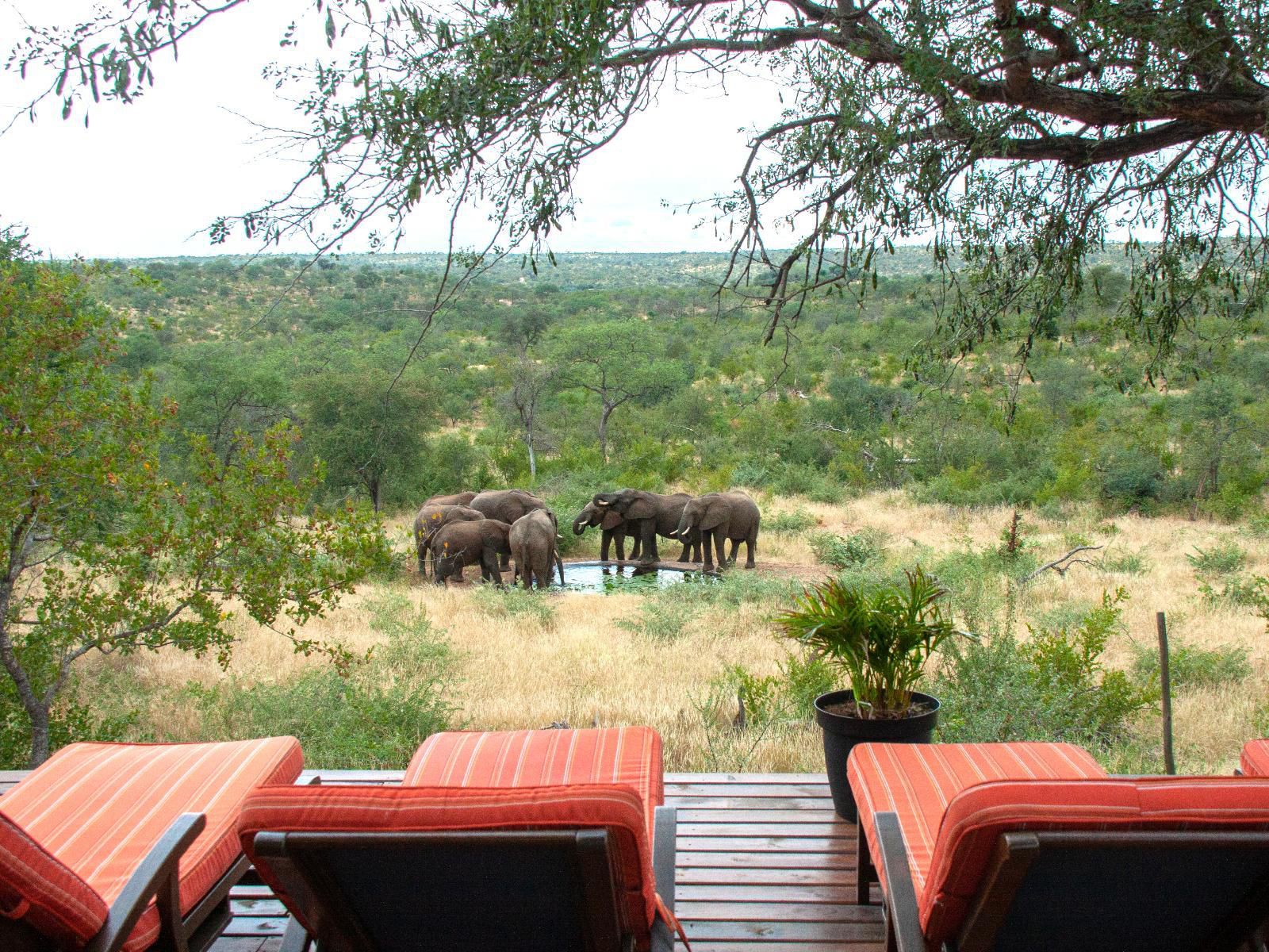 Casart Game Lodge, Elephant, Mammal, Animal, Herbivore