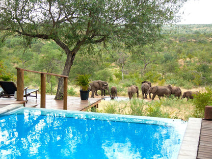 Casart Game Lodge, Elephant, Mammal, Animal, Herbivore, Swimming Pool